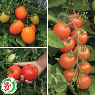 Blight Resistant Tomato Collection Thumbnail